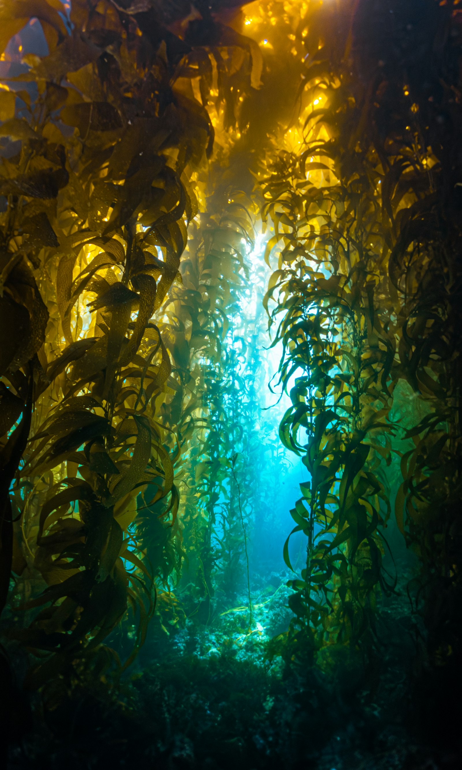 Catalina Island, CA — Marine Biology Research Project